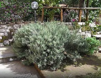 Casale Nunziatina Apartment *